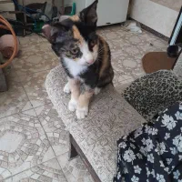 واگذاری رایگان بچه گربه|گربه|آمل, |دیوار