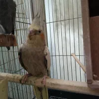 عروس هلندی مولد به همراه سه جوجه|پرنده|تهران, سبلان (لشگر)|دیوار