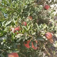 سرایدار نگهبان