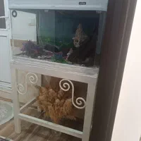 آکواریوم شیشه خم درجه شرکت ماهیران