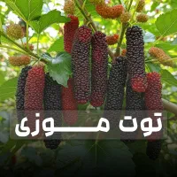 فروش نهال توت موزی