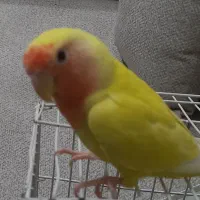 یک عدد کوتوله برزیلی دستی