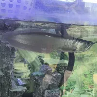 ماهی اکواریومی اروانا سیلور ...