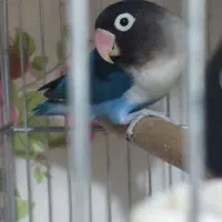طوطی کوتوله برزیلی