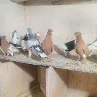 کبوتر رنگی|پرنده|اقبالیه, |دیوار