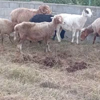 فروش گوسفند|حیوانات مزرعه|خرمآباد (تنکابن), |دیوار