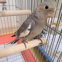 فروش‌هلندی