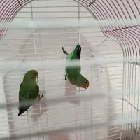 سه عدد جوجه یکماه طوطی برزیلی( کوتوله)|پرنده|مشهد, شهید احمدی روشن|دیوار