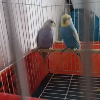 مرغ عشق نر ماده اماده|پرنده|کهریزک, |دیوار