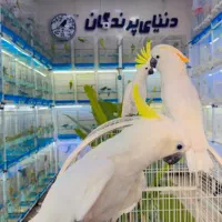 کاکادو مولد