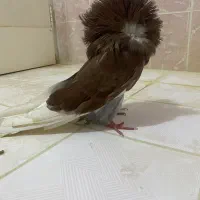 کبوتر شامپیون