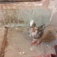 کفتر هفت رنگ