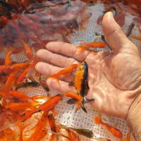 ماهی گلدفیش شب عید|ماهی|سنگر, |دیوار