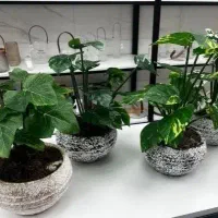 گل بوته ای مصنوعی  کادویی
