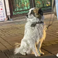 سگ پیدا شده گم شده