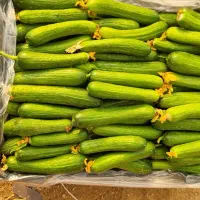 خیار سبز گلخانه ای