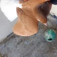 ۲عدد ماده شیرازی زرد و زاغ آبادانی|پرنده|کارون, |دیوار