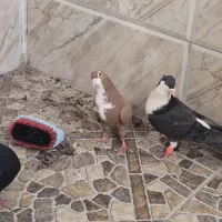 کبوتر|پرنده|زرند, |دیوار