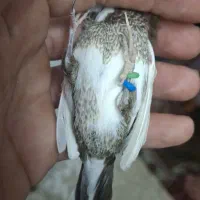 فنچ بنگالی