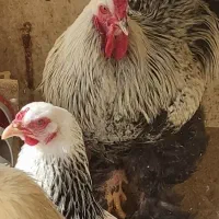 فروش یکجفت مولد جوان تخمگذار و بسیار زیبا