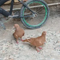 کبوتر کرمانی  پرتغالی