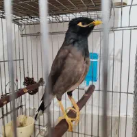 مرغ مینا سخنگو. معاوضه