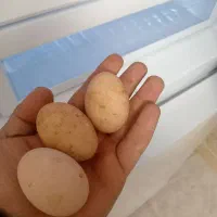 تخم مرغ محلی نطفه داری
