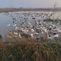 فروش فوری نقدی اردک بصورت عمده