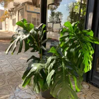 برگ انجیری کینگ|گل و گیاه طبیعی|کرمانشاه, |دیوار