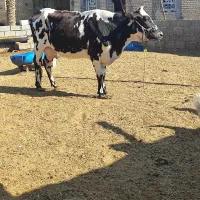 گاو خانگی|حیوانات مزرعه|بندر ماهشهر, |دیوار