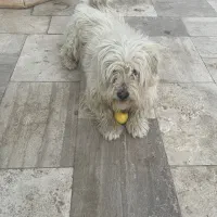 واگذاری سگ|سگ|قائن, |دیوار