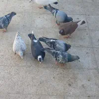 کفتر المانی، بوم، سارسرور، ابلغ، دم سیاه