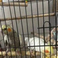 جفت عروس هلندی لوتینو و گلباقالی با دوتا جوجه|پرنده|ری, علایین|دیوار