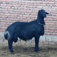 میش و قوچ