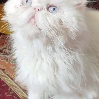 گربه پرشین سوپرفلت
