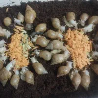 فروش حلزون آچاتینا  بالغ  بچه مناسب کار در منزل