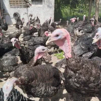 بوقلمون برنز اصیل