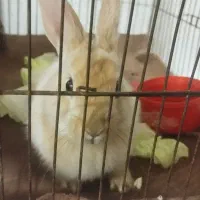 خرگوش|موش و خرگوش|پیر بکران, |دیوار