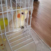 عروس هلندی لوتیتو ماده دستی بالغ