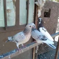 هما سروربسیار عالی پرشی