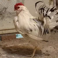 خروس|حیوانات مزرعه|پاکدشت, پاکدشت (مامازند)|دیوار