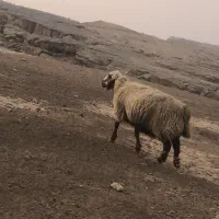 میش و بره داشتی و جوان