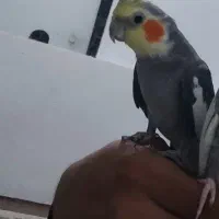 عروس هلندی سخنگو|پرنده|پاکدشت, کبودگنبد|دیوار