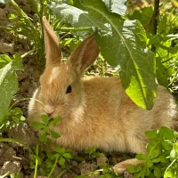 خرگوش نر خونگی و باهوش