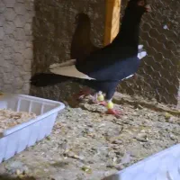 قارا سیاه ، زیل سیاه