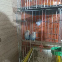 طوطی برزیلی|پرنده|قدس, شهرقدس|دیوار