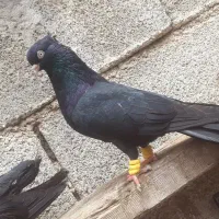 کفتر|پرنده|چمران, |دیوار