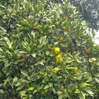 نارنج|حراج|رشت, نیروی دریایی|دیوار