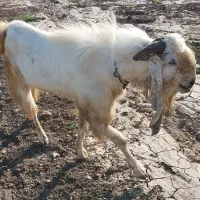 نر بز پاکستانی(ساورین)