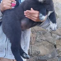 تیل نر و ماده قدرجونی عطیقه